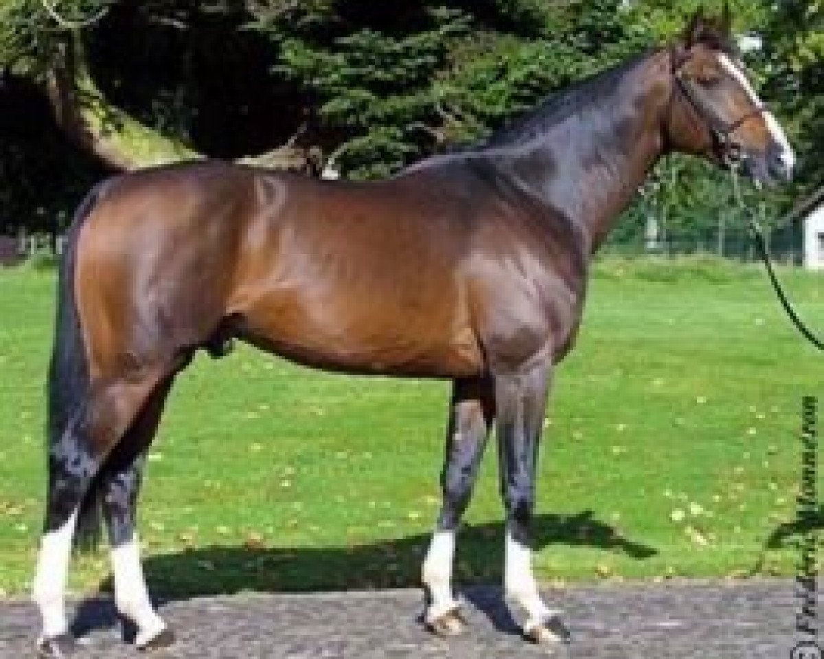 stallion Mozart des Hayettes (Belgian Warmblood, 1996, from Papillon Rouge)