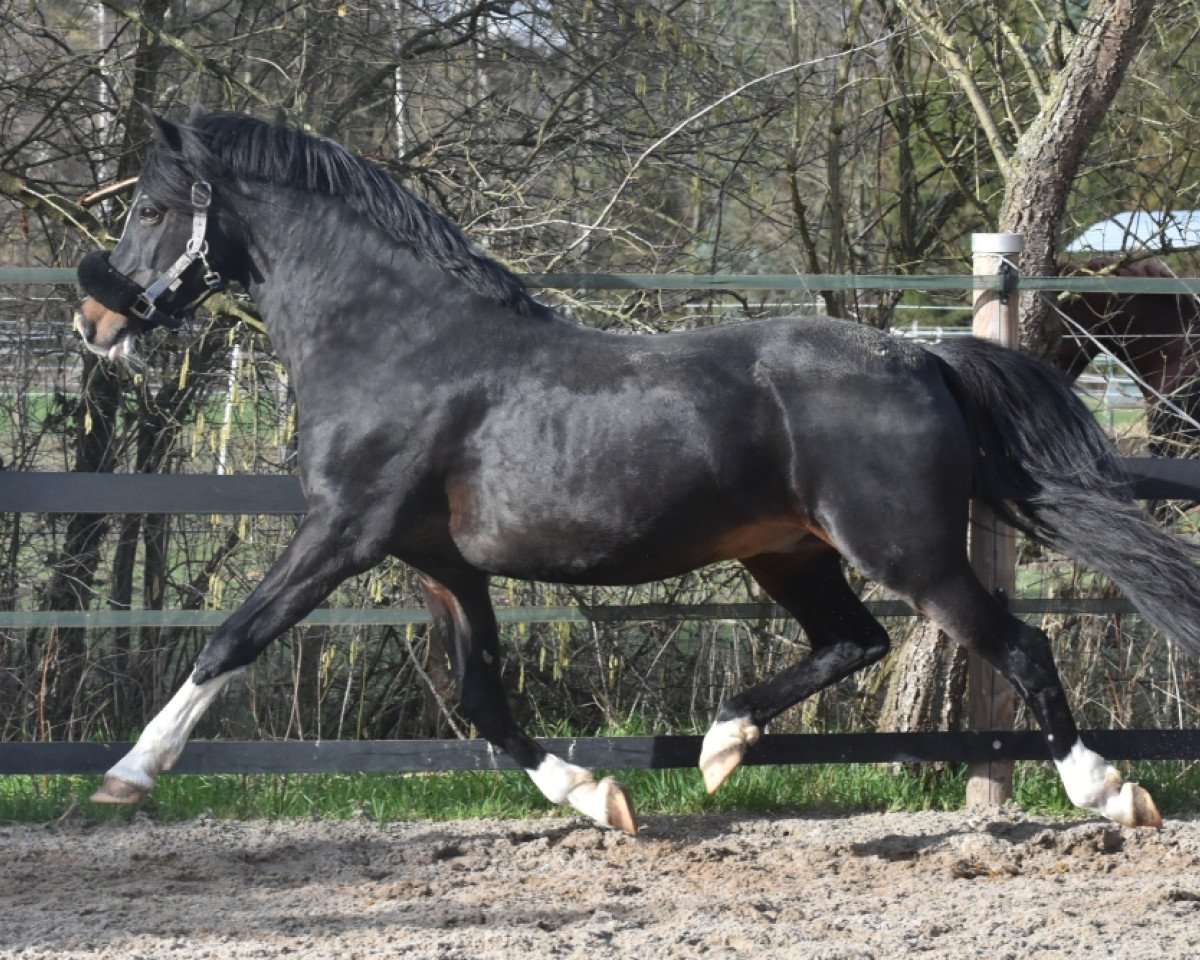 Deckhengst Vincent (Deutsches Reitpony, 2002, von Van Gogh R)