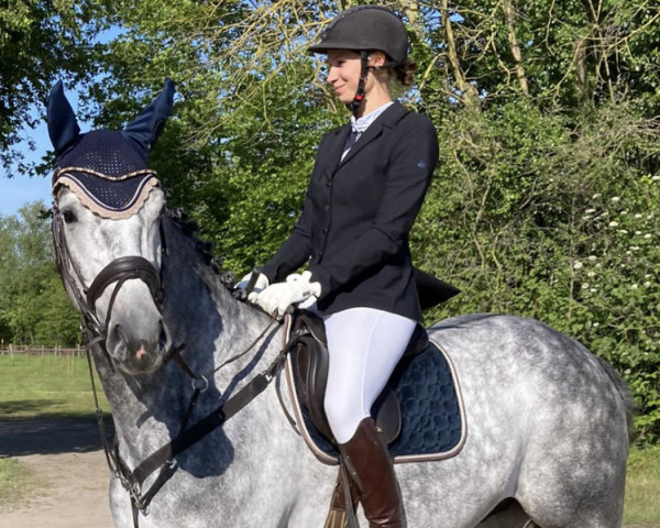 jumper Crazy Greyman (Hanoverian, 2019, from Grey Top) jumper Crazy Greyman (Hanoverian, 2019, from Grey Top)