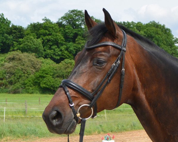 jumper Don Enrico 3 (German Sport Horse, 2008, from Drakdream)