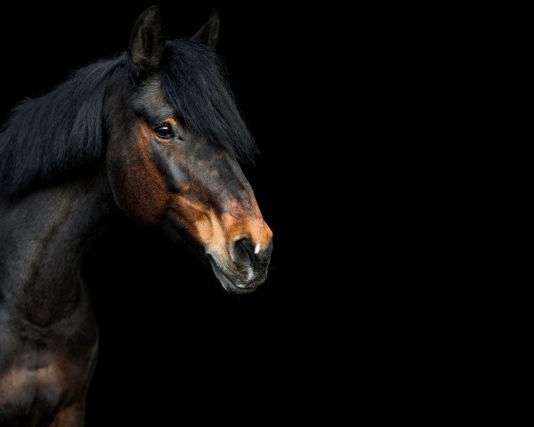 Springpferd Abracadabra 12 (Hessisches Warmblut, 2002, von Latouro)