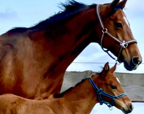 horse Quiwi's Catokia (Oldenburg show jumper, 2023, from Quiwi Capitol)