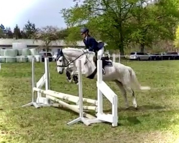 Dressurpferd Duran 69 (Deutsches Reitpony, 2003)