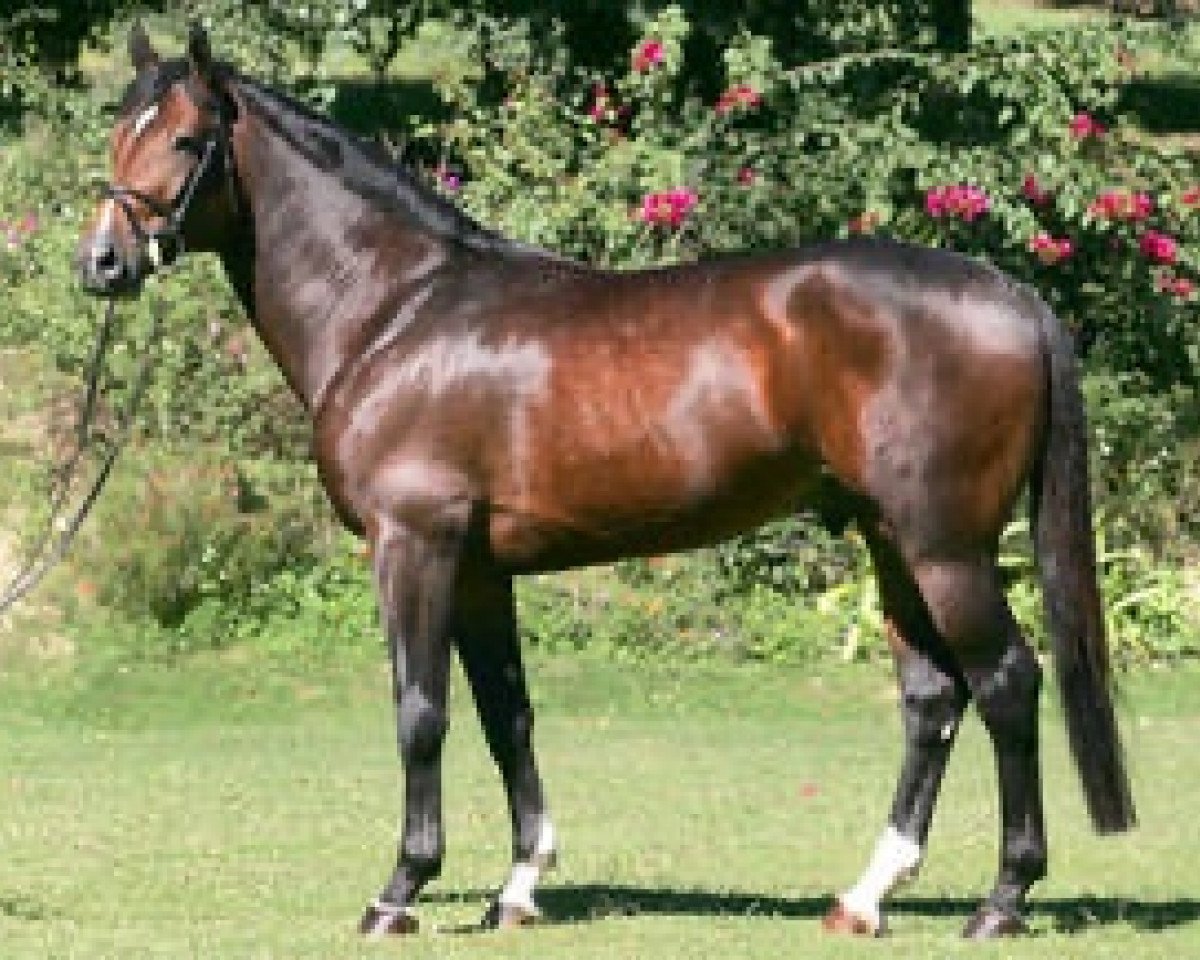 Deckhengst Rebozo la Silla (Mexikanisches Reitpferd , 2000, von Dollar de la Pierre)