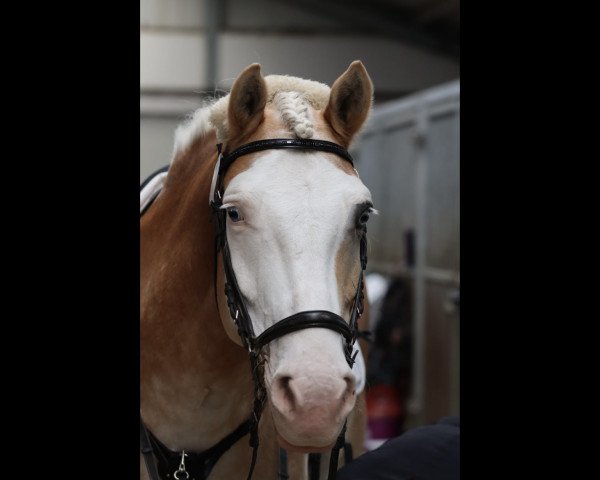 jumper Michel 255 (Haflinger, 2010, from Moreno)