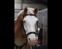 jumper Michel 255 (Haflinger, 2010, from Moreno)
