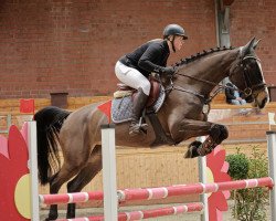 jumper Kabaya (Holsteiner, 2017, from Quibery 3)