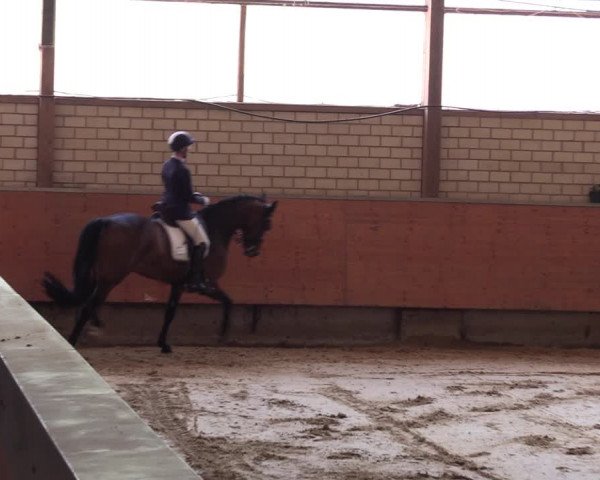Reitturnier Hellefeld 2023