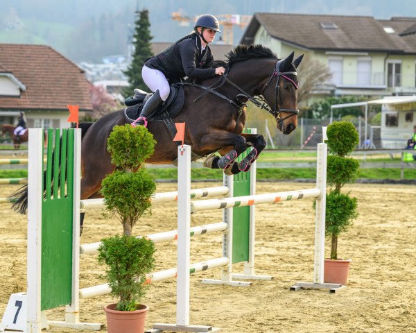 jumper Naidoo M (Bavarian, 2013, from Nonstop)