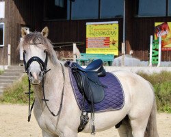 dressage horse Kulinshof Cathal Og (Connemara Pony, 2017, from Gurteen Cathal)