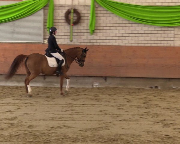 Reitturnier Hellefeld 2023