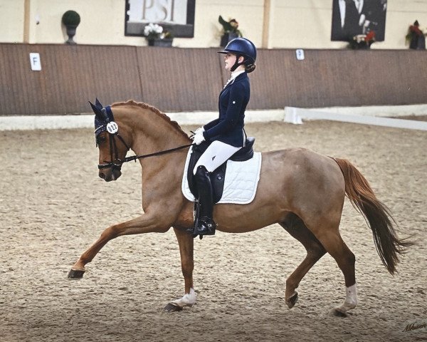 dressage horse Donavan 41 (German Riding Pony, 2008, from Don Davidoff 5)
