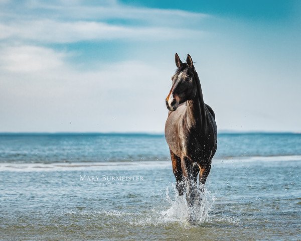 Pferd Golden Fly (Mecklenburger, 2016, von Golden Eye)