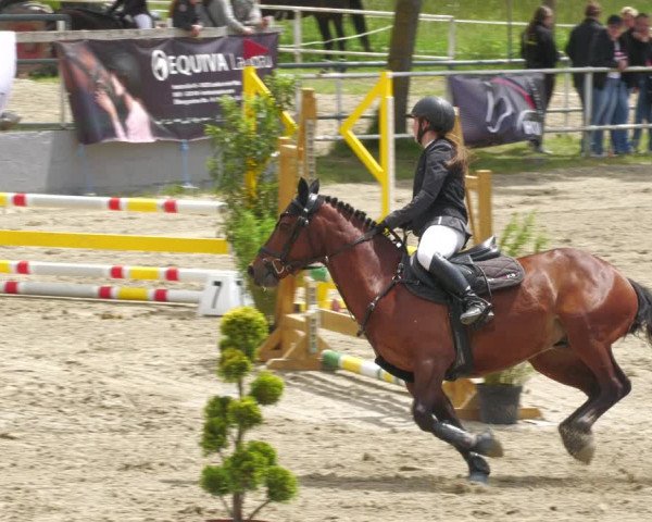 Reitturnier Billigheim 2023