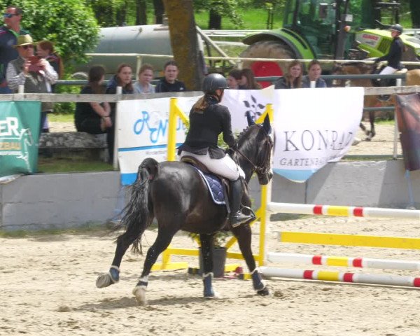 Reitturnier Billigheim 2023