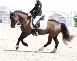 dressage horse Georgina 208 (unknown, 2016)