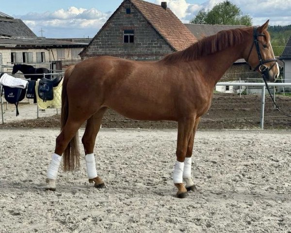 jumper Ascamilla T (German Sport Horse, 2019, from Escamillo)