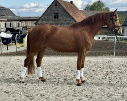 jumper Ascamilla T (German Sport Horse, 2019, from Escamillo)