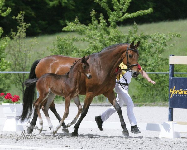 broodmare A Sun Dance (German Warmblood, 2012, from Sungold 2)