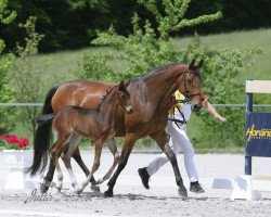 broodmare A Sun Dance (German Warmblood, 2012, from Sungold 2)