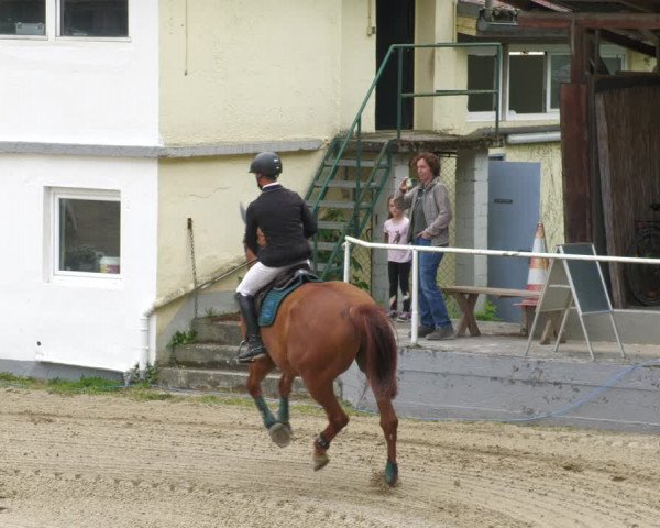 Reitturnier Billigheim 2023