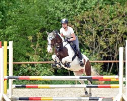 dressage horse Lucky 1809 (German Riding Pony, 2011)