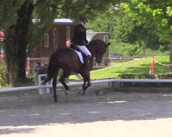 Reitturnier Hamm- Rhynern 2023