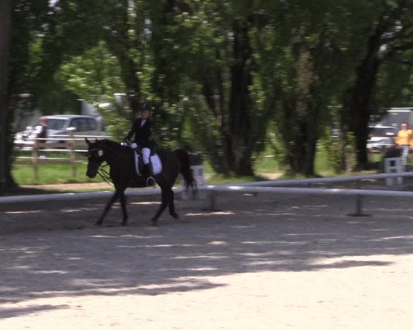 Reitturnier Hamm- Rhynern 2023
