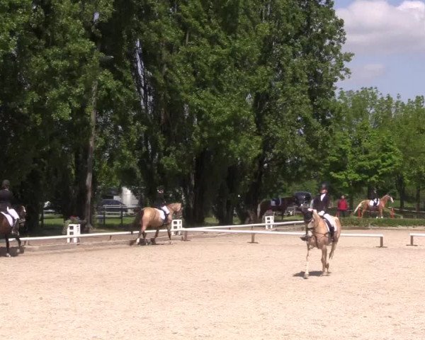 Reitturnier Hamm- Rhynern 2023