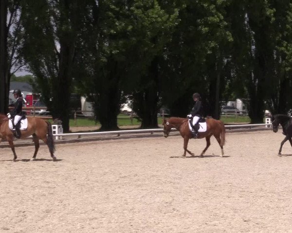 Reitturnier Hamm- Rhynern 2023