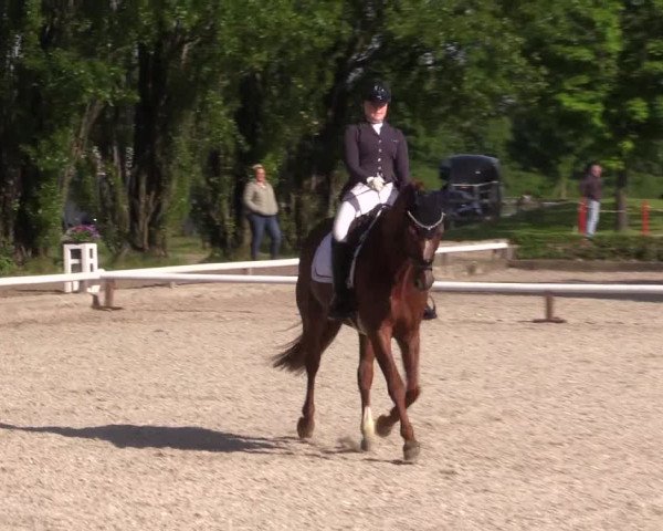 Reitturnier Hamm- Rhynern 2023