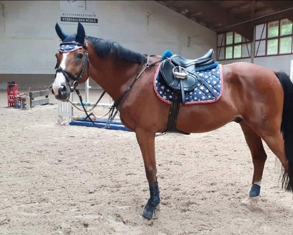 Springpferd Amadeus 919 (Oldenburger Springpferd, 2004, von Aracento)