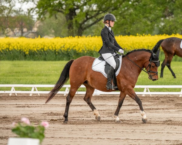 Dressurpferd Feuer Fiene (Deutsches Reitpony, 2018, von Nasrim)