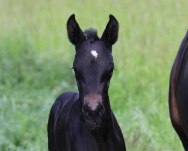 broodmare Zaria RS (Westphalian, 2023, from Zuperman OLD)