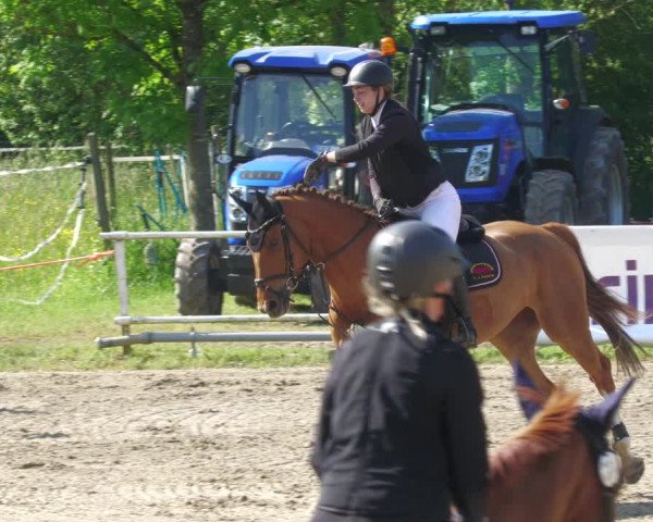 Reitturnier Billigheim 2023
