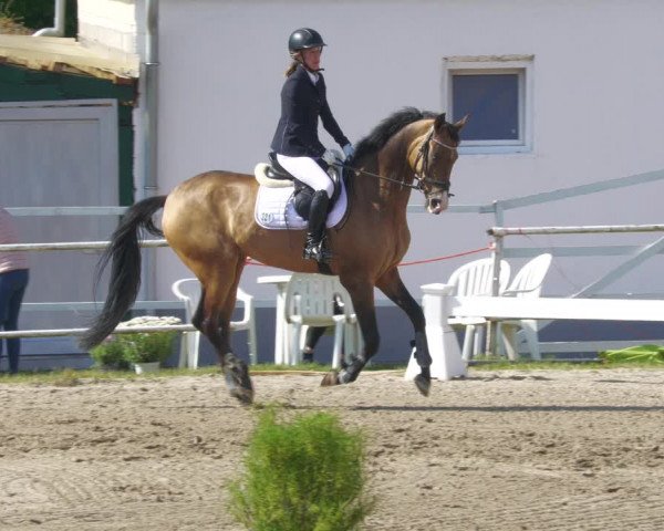 Reitturnier Billigheim 2023
