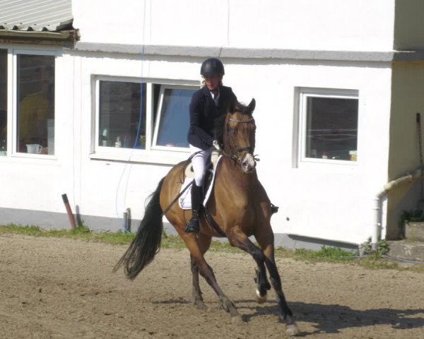 Reitturnier Billigheim 2023