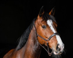 jumper Jayant (KWPN (Royal Dutch Sporthorse), 2014, from Carambole)