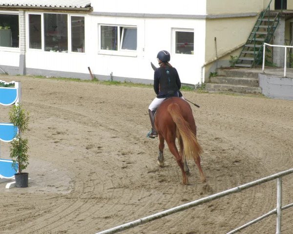 Reitturnier Billigheim 2023