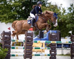 jumper My Big Hope (Oldenburg show jumper, 2014, from Mylord Carthago)