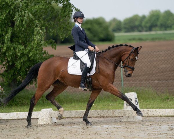 dressage horse Queen Rubina W (Westphalian, 2018, from Quantensprung 3) dressage horse Queen Rubina W (Westphalian, 2018, from Quantensprung 3)