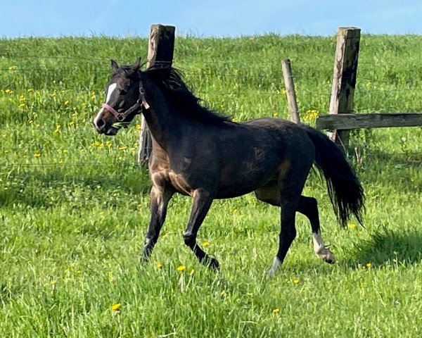 horse Phoebe vom Bernerschachen (Welsh-Pony (Section B), 2019, from Frankenhöh's Da Vinci)