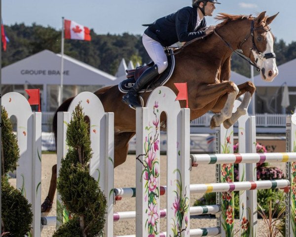 broodmare Cashmia de La Bonn (Selle Français, 2012, from Duc du Murier)