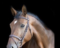 broodmare Full Moon Ter Linden Z (Zangersheide riding horse, 2011, from Forever D'Arco Ter Linden)