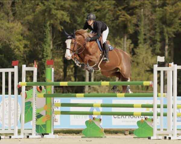 jumper Iluna van de Zuuthoeve (Belgium Sporthorse, 2014, from Richebourg)