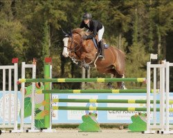 jumper Iluna van de Zuuthoeve (Belgium Sporthorse, 2014, from Richebourg)