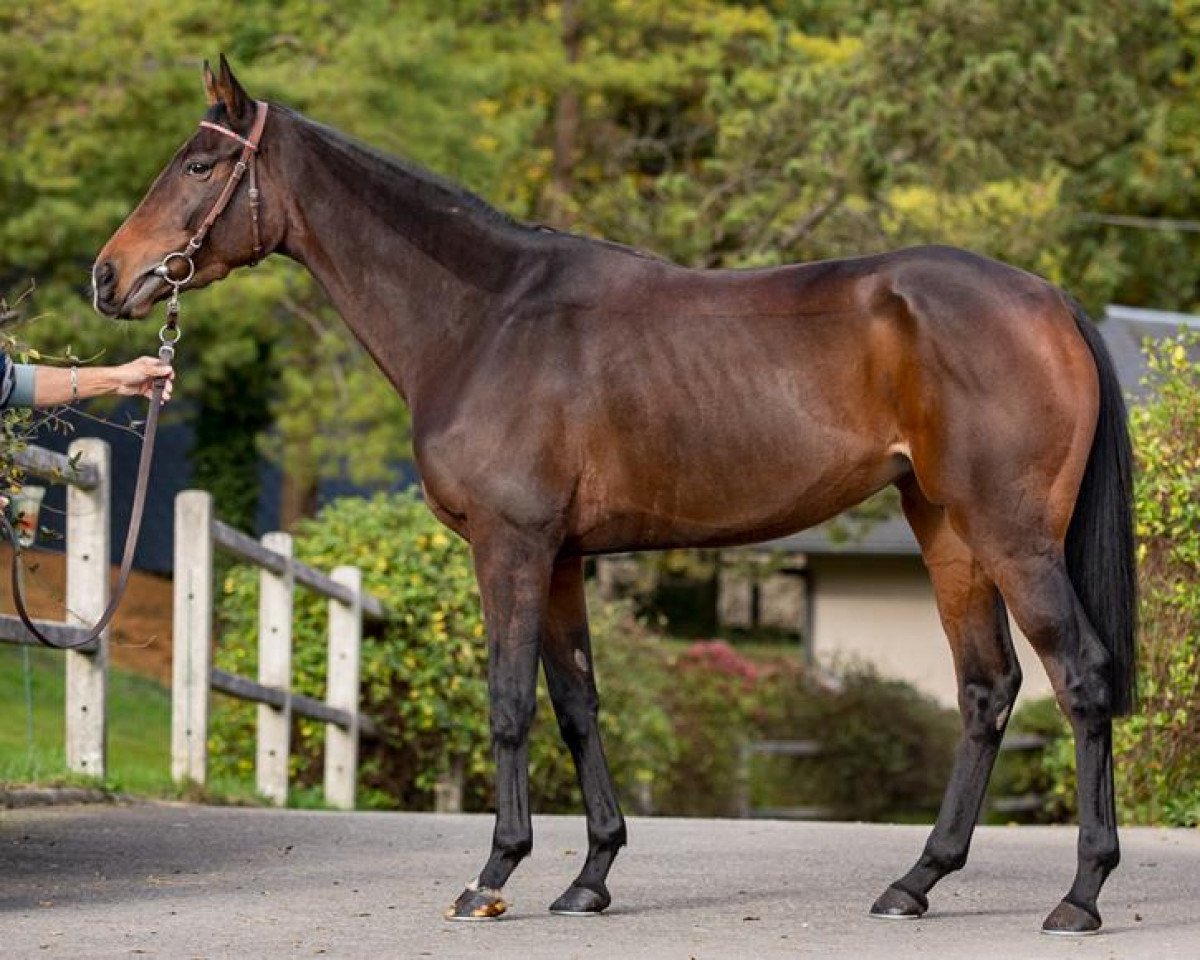broodmare Zerkela xx (Thoroughbred, 2013, from Cape Cross xx)