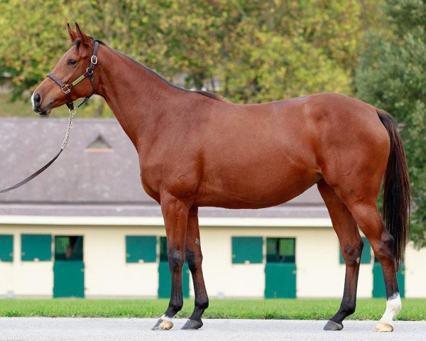 broodmare Zeleniya xx (Thoroughbred, 2018, from Siyouni xx) broodmare Zeleniya xx (Thoroughbred, 2018, from Siyouni xx)