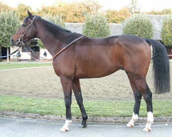 horse Ziriyan xx (Thoroughbred, 2011, from Zamindar xx)