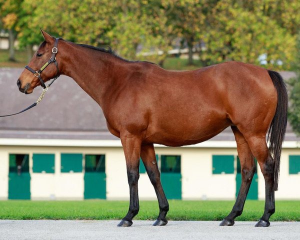 broodmare Zaridiya xx (Thoroughbred, 2012, from Duke Of Marmalade xx) broodmare Zaridiya xx (Thoroughbred, 2012, from Duke Of Marmalade xx)